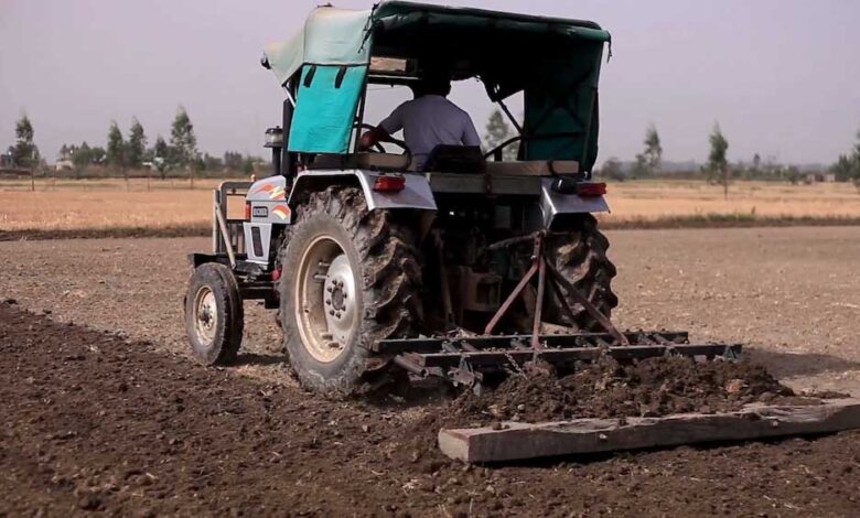 صورة مدير مزرعة امبورية يتوقع وصول إنتاج المزرعة في الحملة الواحدة إلى 12 طنا